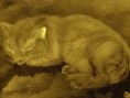 Königreich der Tiere