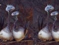 Fehler in der Vogelwelt